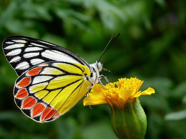 POLLINATOR, BUTTERFLY