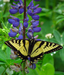 POLLINATOR, BUTTERFLY